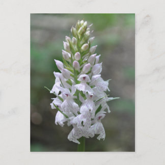 Postal Orquídea manchada rosa salvaje
