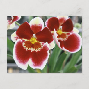 Postal Orquídea miltonia asombrosa