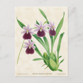 Postal Orquídea Miltonia Púrpura Botánica Vintage