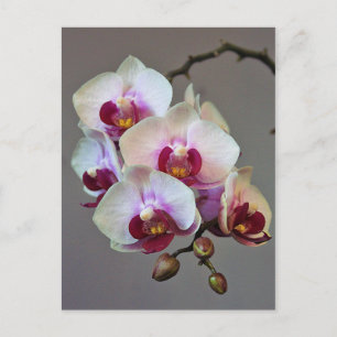 Postal Orquídea miniatura