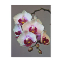 Orquídea miniatura