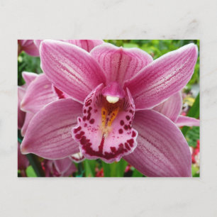 Postal Orquídea Morada Elegante Floral