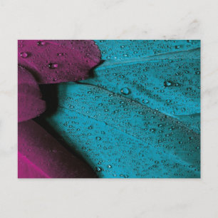 Postal Orquídea oscura y desplome Verde azulado