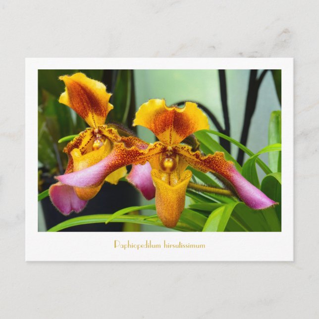 Postal Orquídea Paphiopedilum hirsutissimum (Anverso)