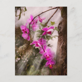 Postal Orquídea - Pasión tropical