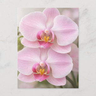 Postal Orquídea Phalaenopsis Rosa Suave