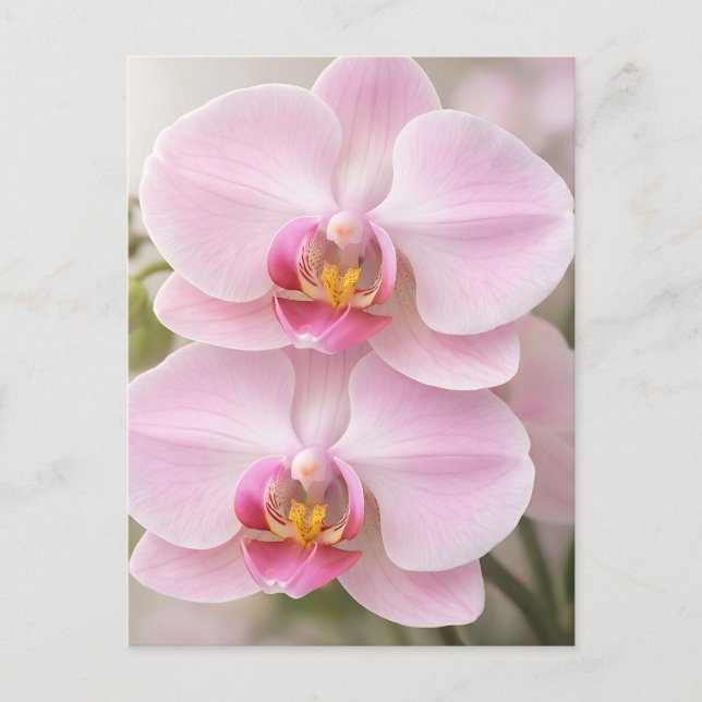 Postal Orquídea Phalaenopsis Rosa Suave (Anverso)
