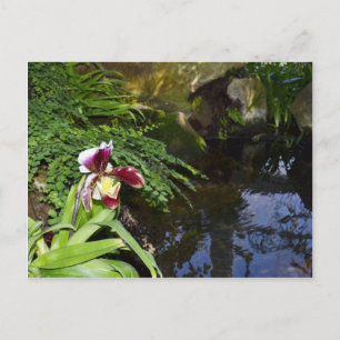 Postal Orquídea por agua