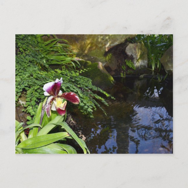 Postal Orquídea por agua (Anverso)