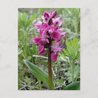 Postal Orquídea Purple Bog, Isla Unalaska