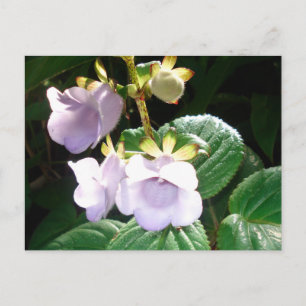 Postal Orquídea Purple de Fiji