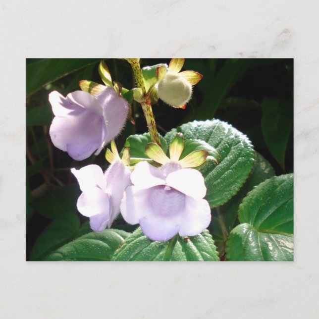Postal Orquídea Purple de Fiji (Anverso)