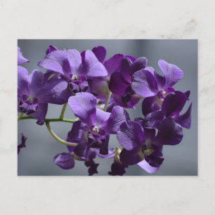 Postal Orquídea Púrpura
