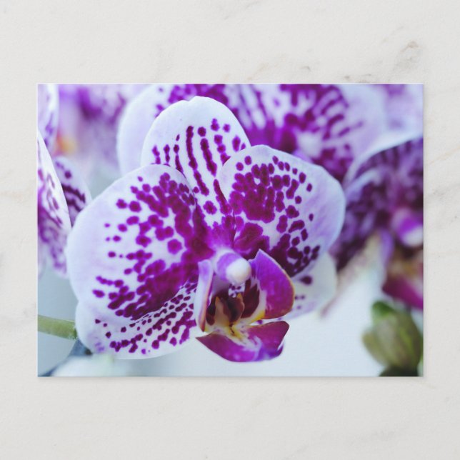 Postal Orquídea Púrpura (Anverso)