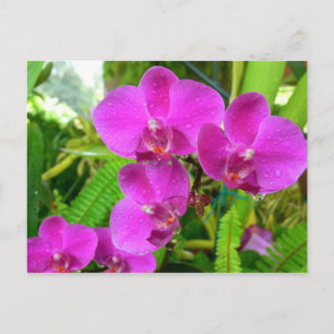 Postal Orquídea púrpura