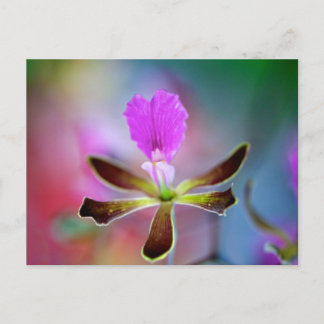 Postal Orquídea púrpura