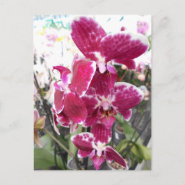Postal Orquídea púrpura