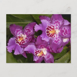 Postal Orquídea púrpura