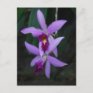 Postal Orquídea púrpura de Cattleya