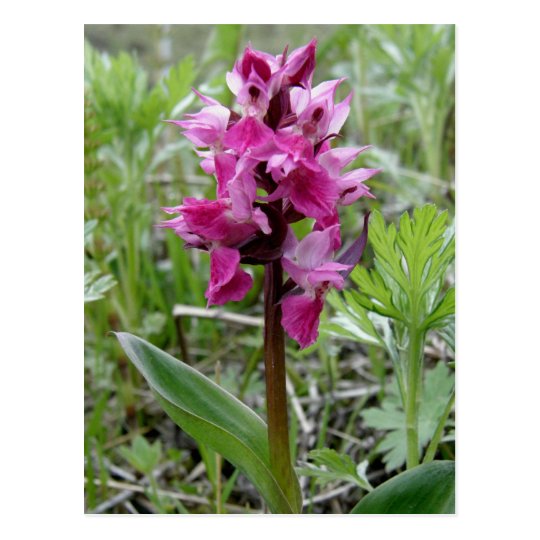 Postal Orquídea púrpura del pantano, isla de Unalaska