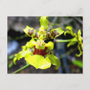 Postal Orquídea, río Pastaza, Amazonía ecuatoriana