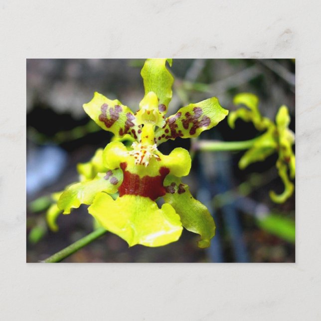 Postal Orquídea, río Pastaza, Amazonía ecuatoriana (Anverso)