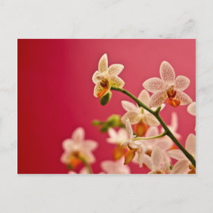 Postal Orquídea Roja