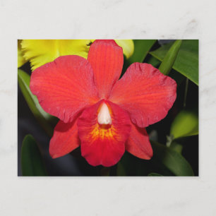 Postal Orquídea Roja Brillante