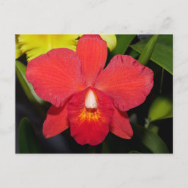 Postal Orquídea Roja Brillante
