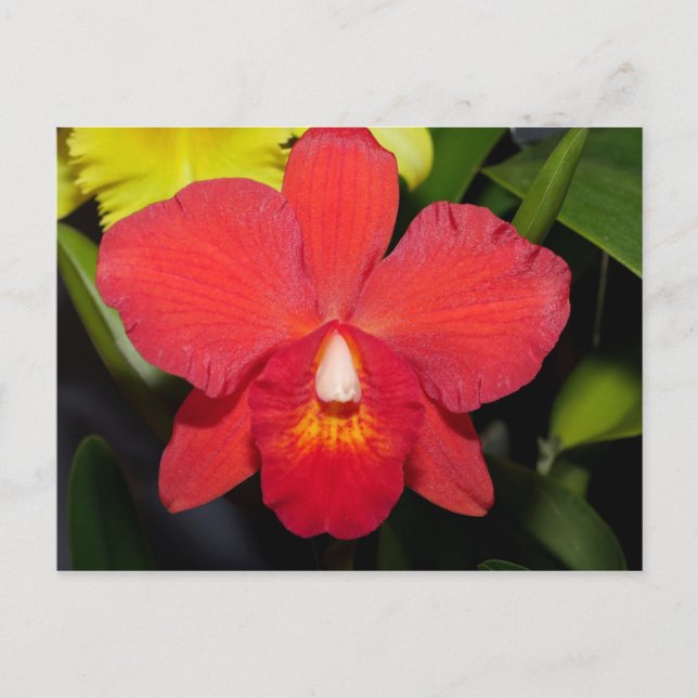 Postal Orquídea Roja Brillante (Anverso)