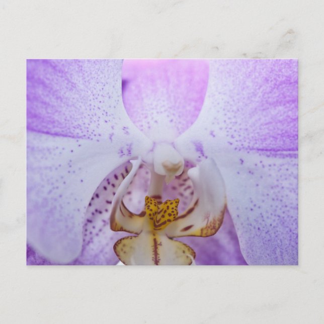Postal Orquídea rosa (Anverso)