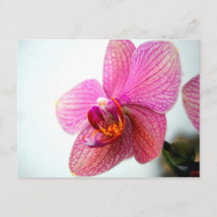 Postal Orquídea rosa
