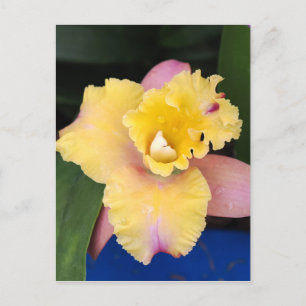 Postal Orquídea rosa y amarilla pastel