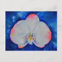 Orquídea Rubor rosa