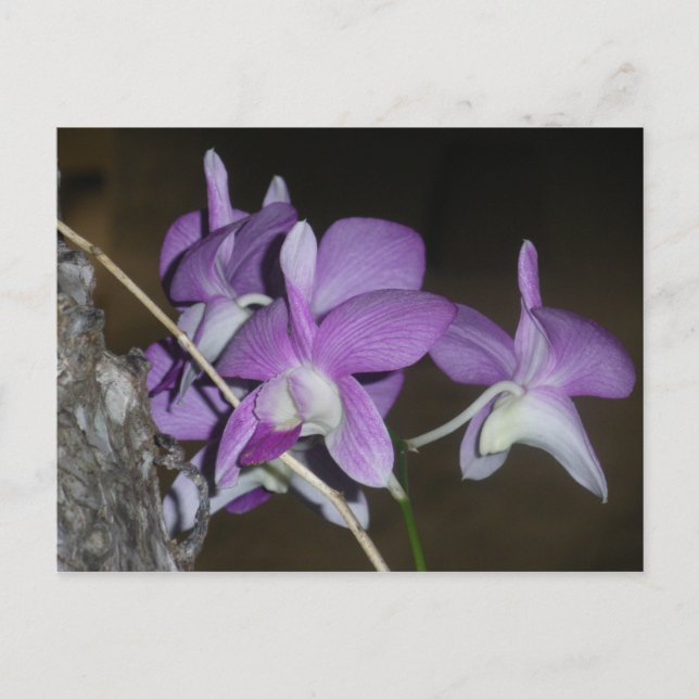 Postal Orquídea tailandesa (Anverso)