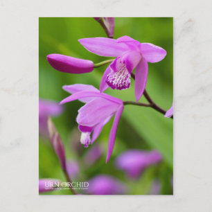 Postal Orquídea Urna [Tarjeta Postal]