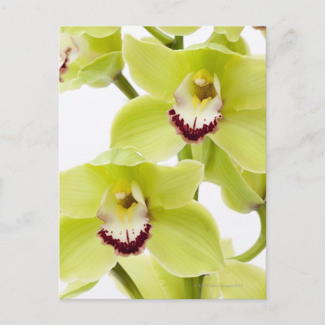 Postal Orquídea verde fresca - aislada en blanco (Anverso)