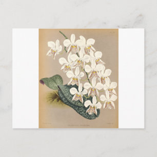 Postal Orquídeas