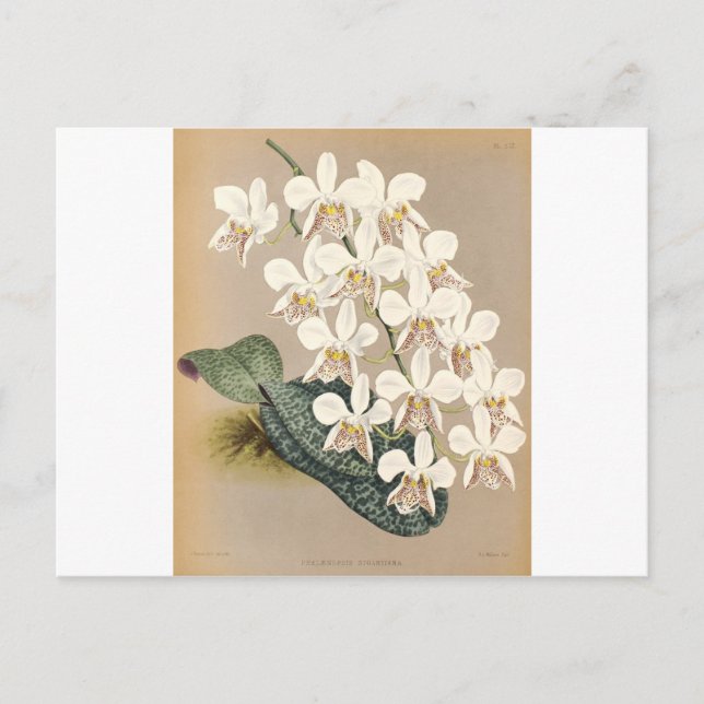 Postal Orquídeas (Anverso)
