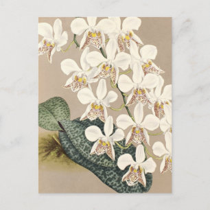 Postal Orquídeas