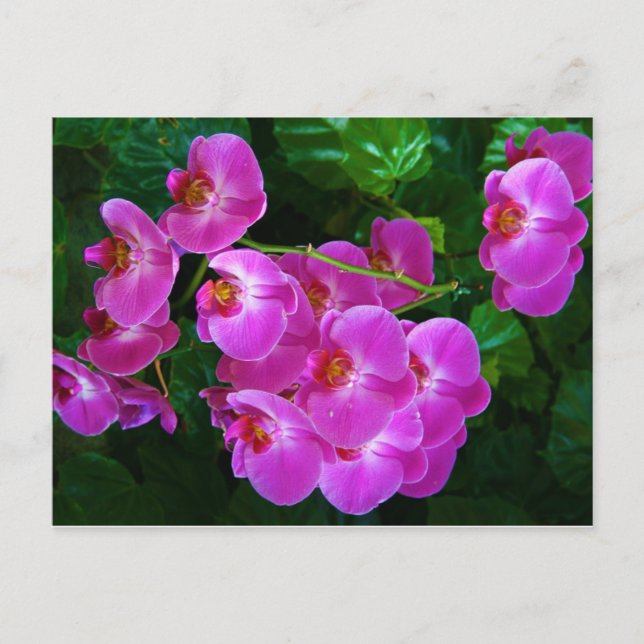 Postal Orquídeas (Anverso)