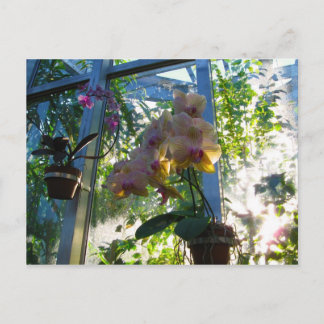 Postal Orquídeas