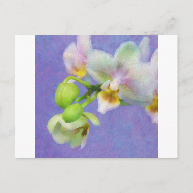 Postal Orquídeas (Anverso)