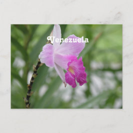 Postal Orquídeas