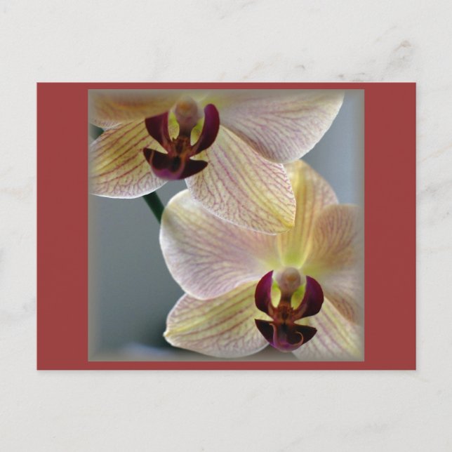 Postal Orquídeas (Anverso)