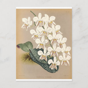 Postal Orquídeas
