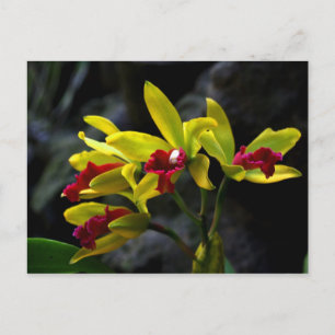 Postal Orquídeas