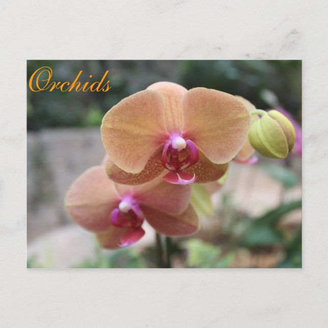 Postal Orquídeas # 10 (Anverso)