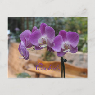 Postal Orquídeas # 11