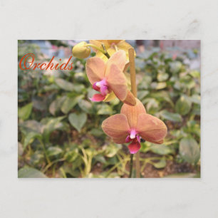 Postal Orquídeas # 4